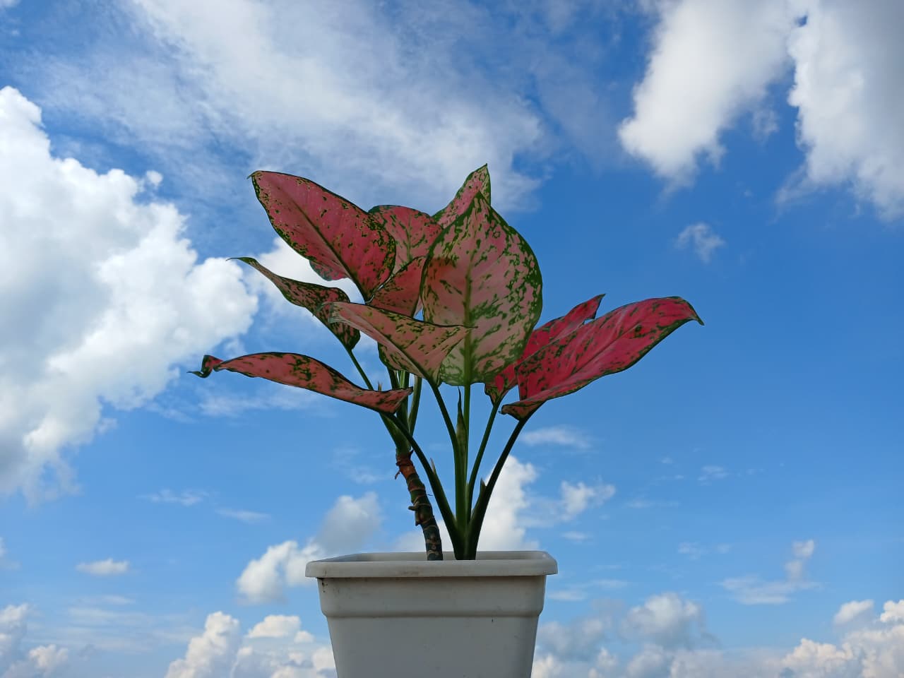 অ্যাগ্লোনেমা