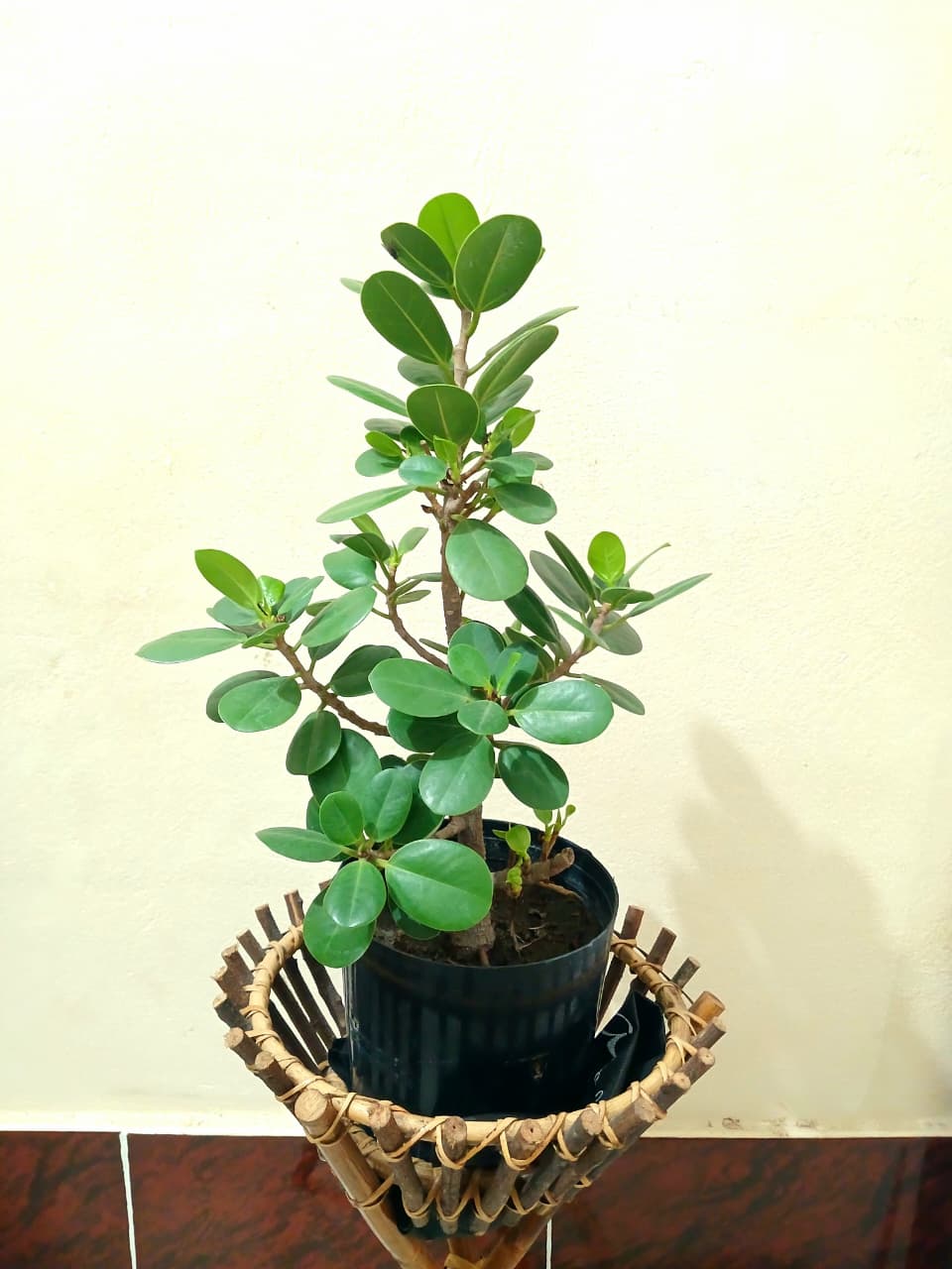 ছোট্ট চাইনিজ বট