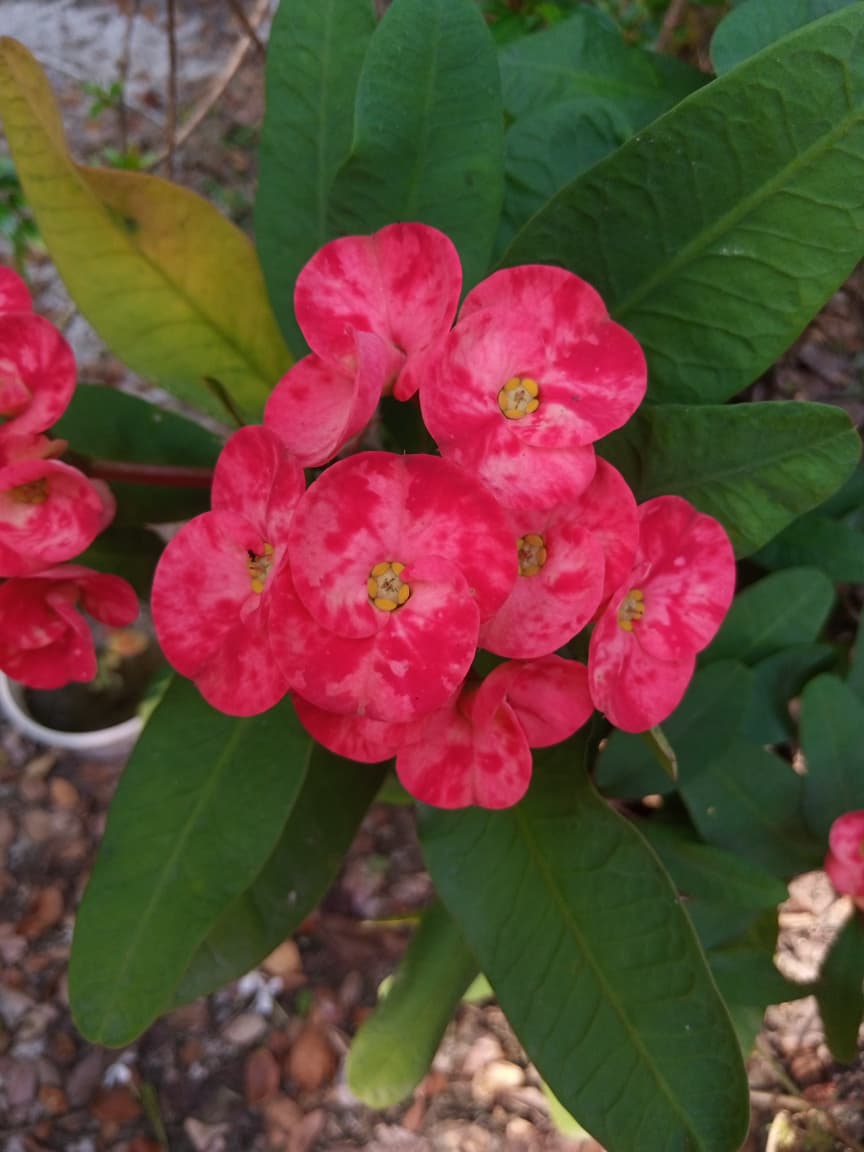 কাটামুকুট বন্ধু