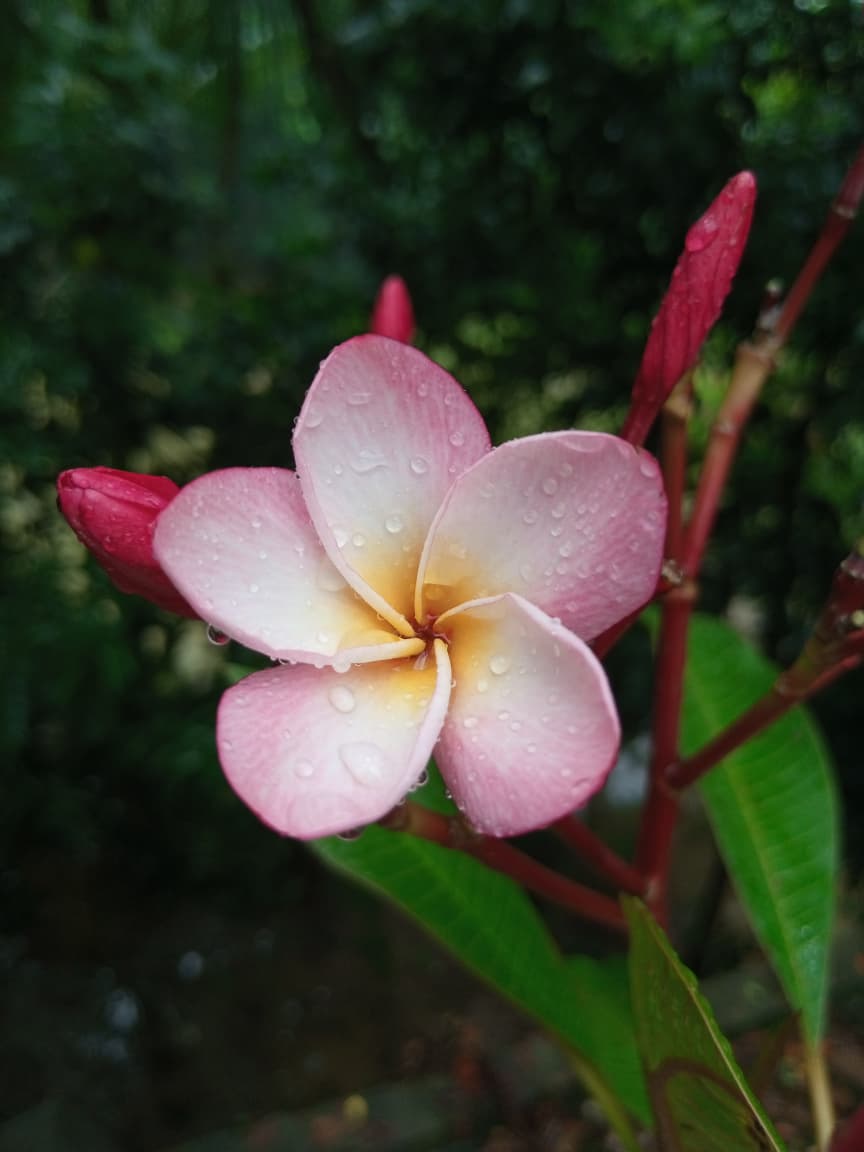 কাঠগোলাপ পাখি