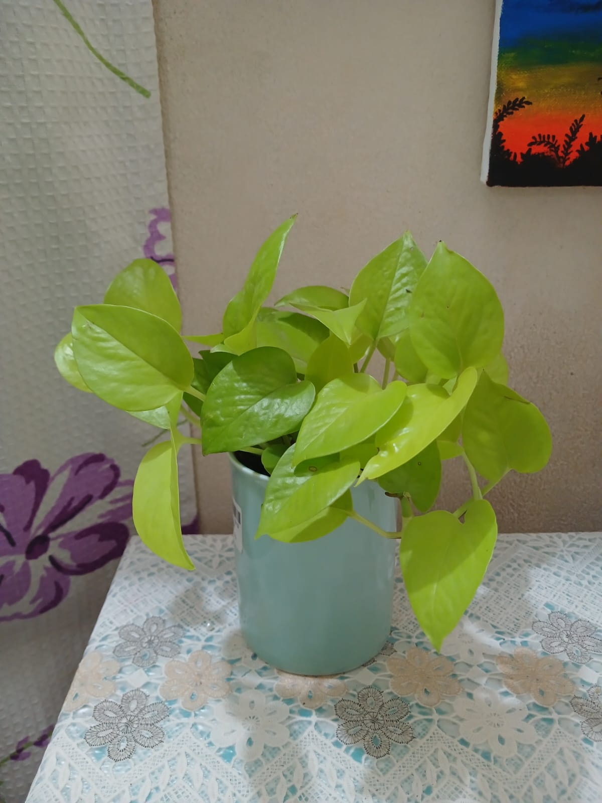 বেবি মানিপ্ল্যান্ট